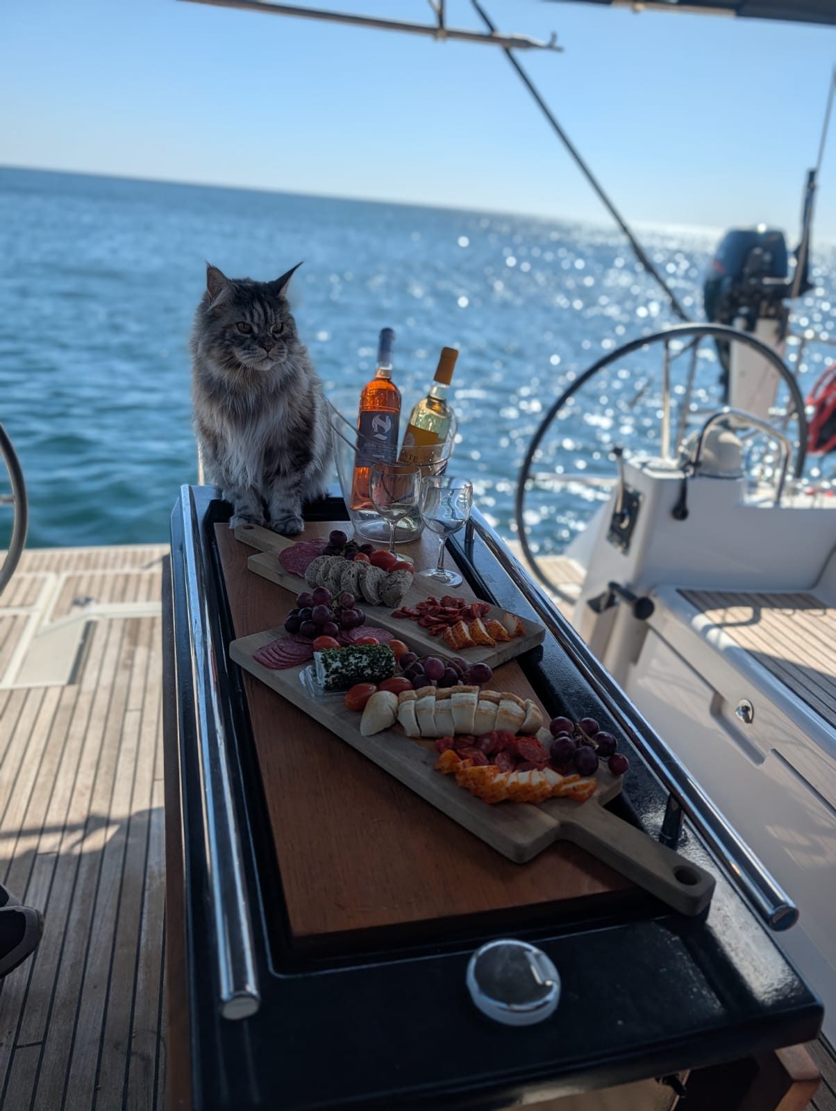 Charcuterie with a curious cat
