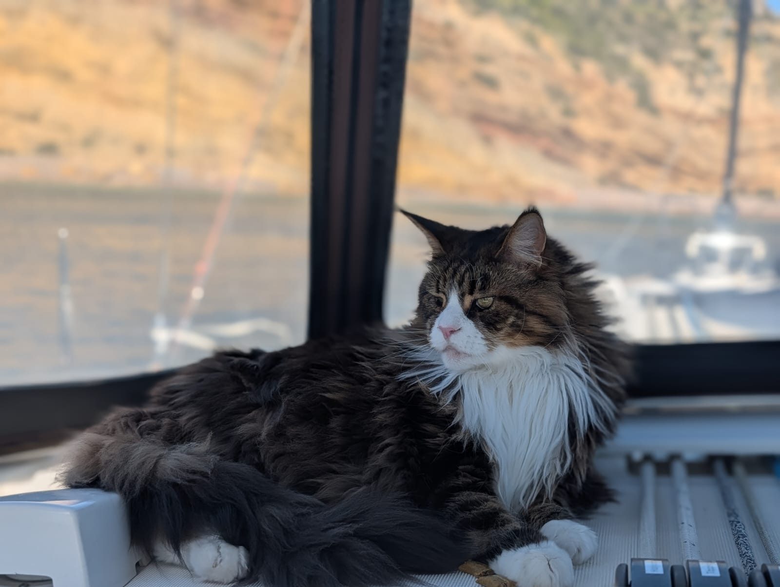 Tabby in the cockpit